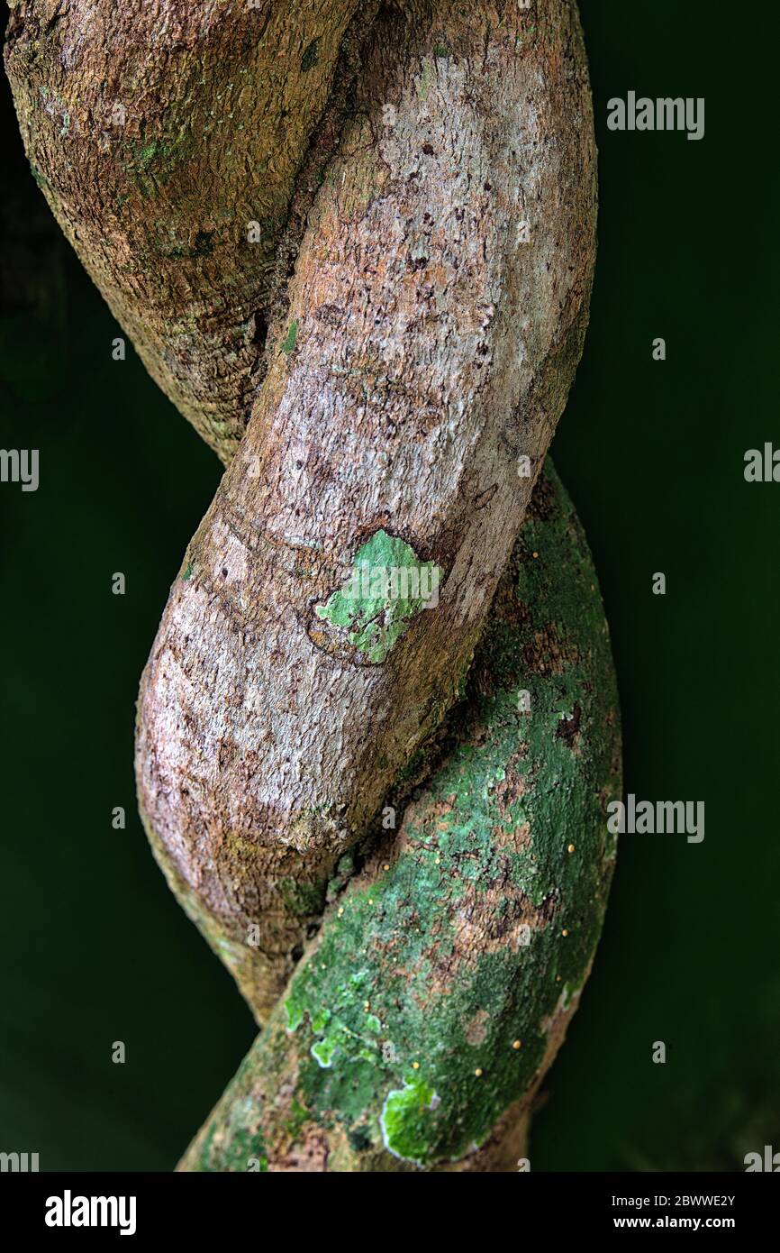Central African Republic, Close-up of two twisting branches Stock Photo