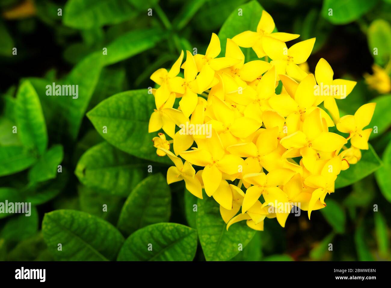 Closed up Yellow Spike Flower. Stock Photo