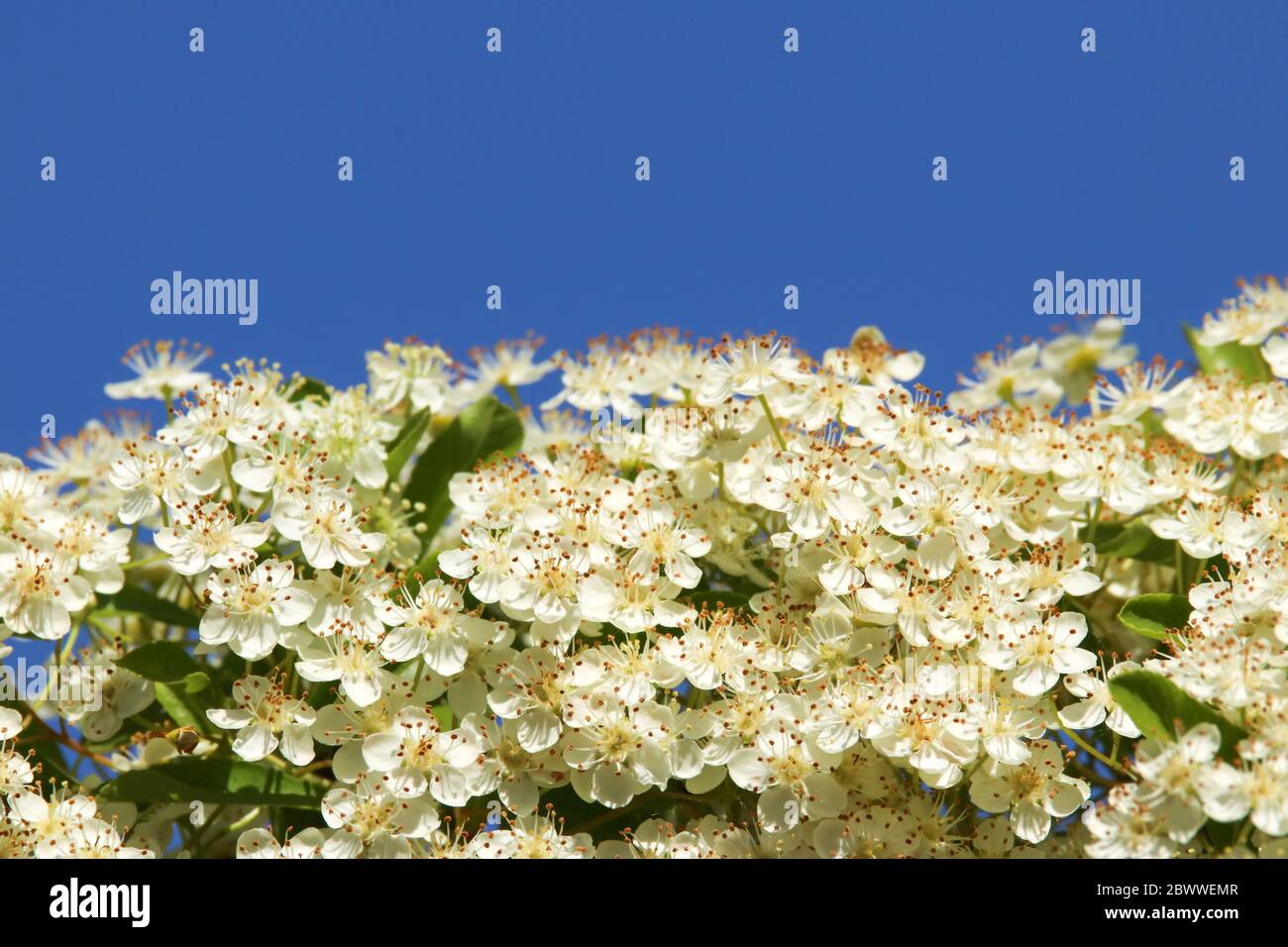 Flowering Firethorn, Pyracantha, in spring against a blue sky Stock Photo