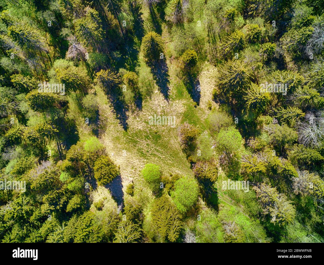 Small idyllic forest glade hidden in the wilderness. Top aerial view