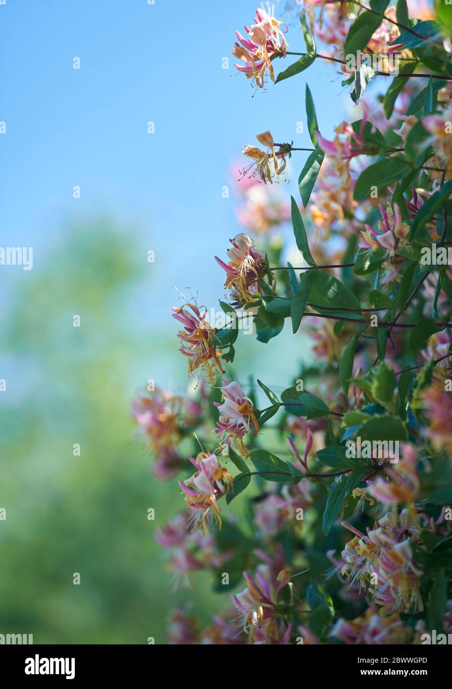 Honeysuckle blooming in the summer sunshine, UK, GB. Stock Photo