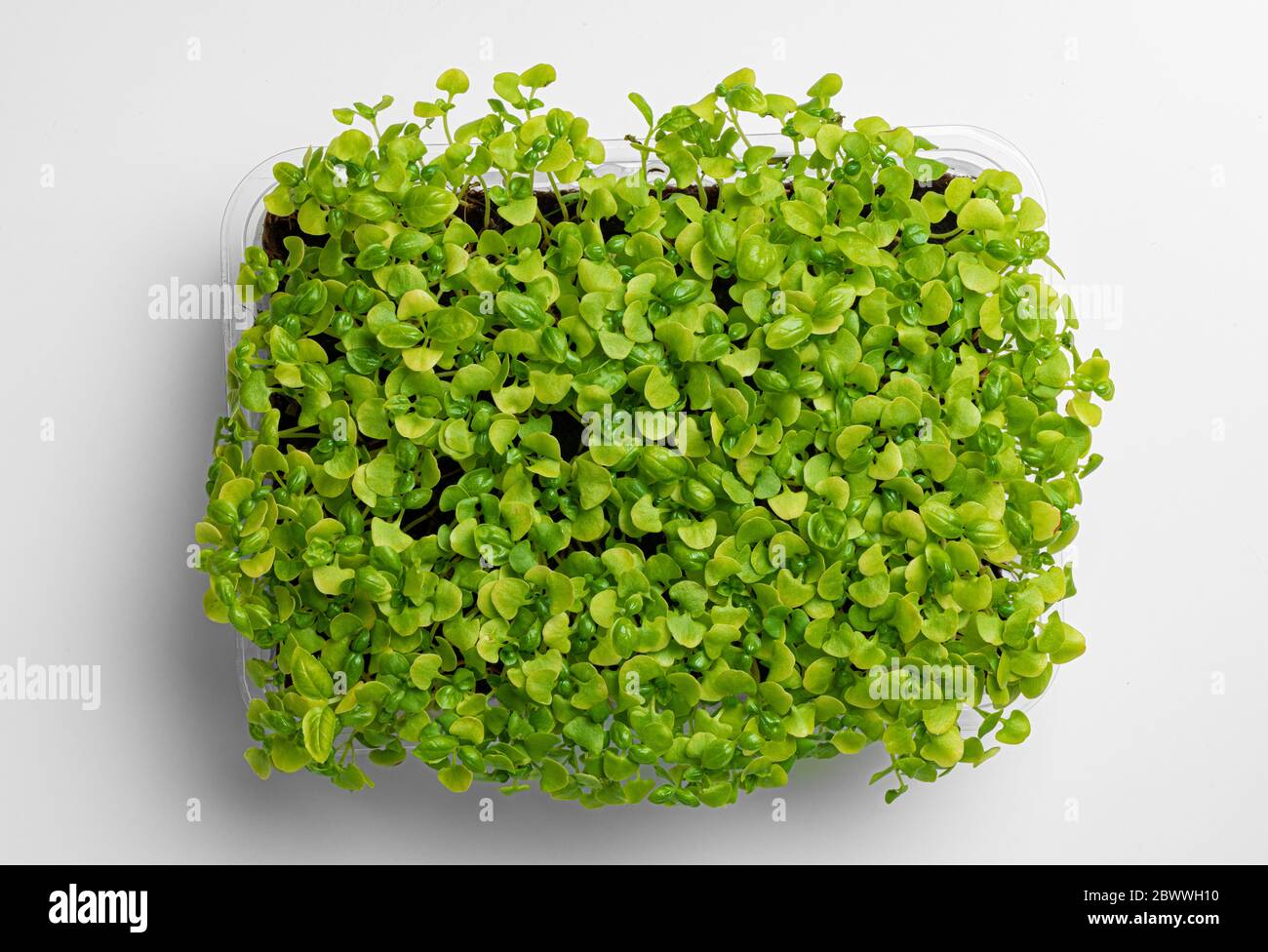 Micro green growing sprouts on white background, top view Stock Photo ...