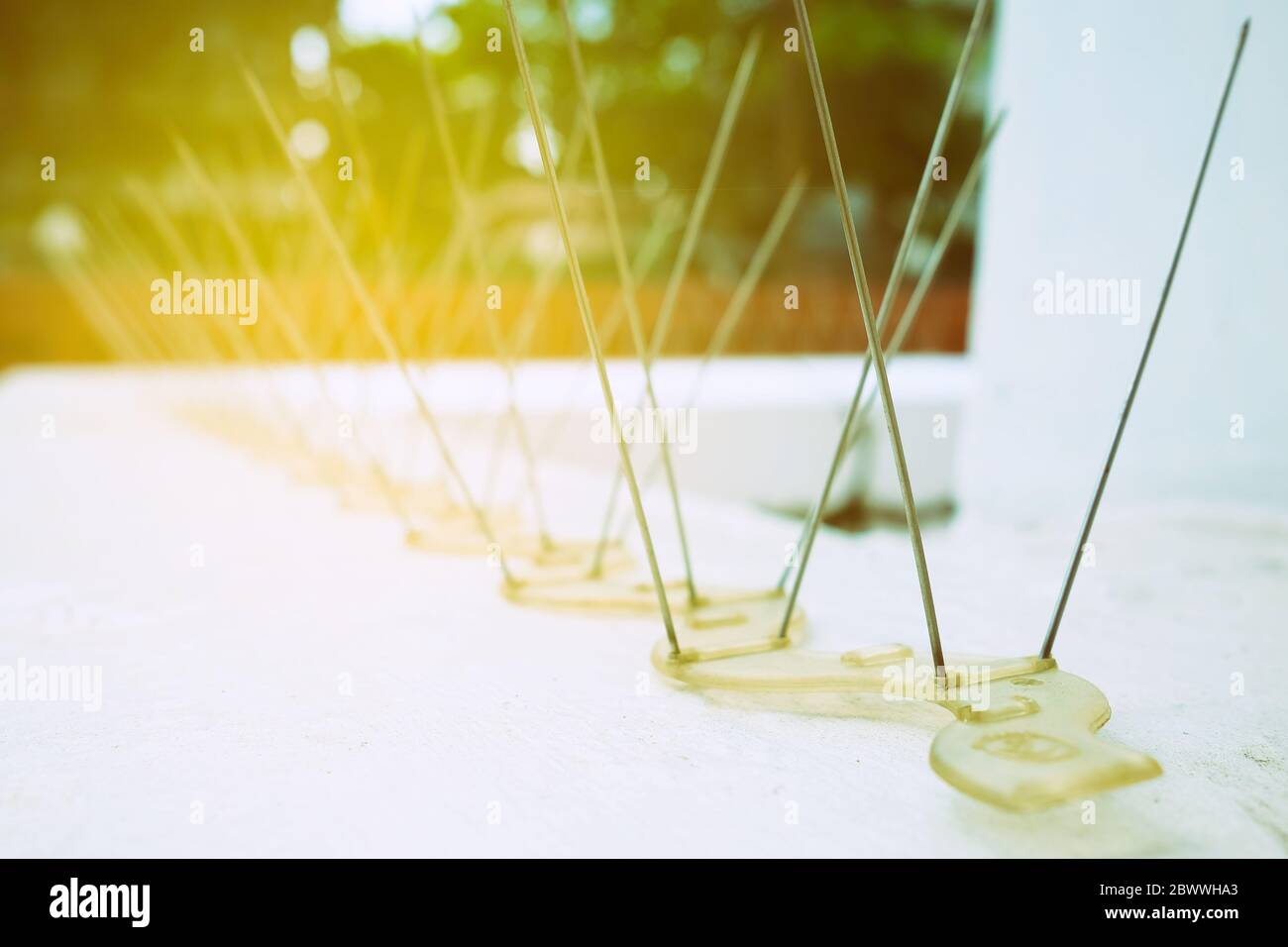 Pigeon spikes hi-res stock photography and images - Alamy