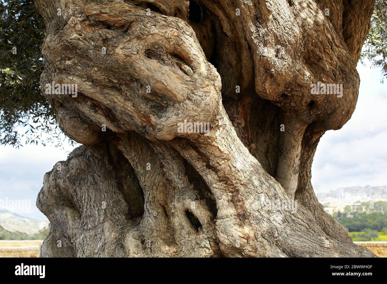 Italy, Agrigento. Valley of the Temples, thousand-year old olive tree Stock Photo