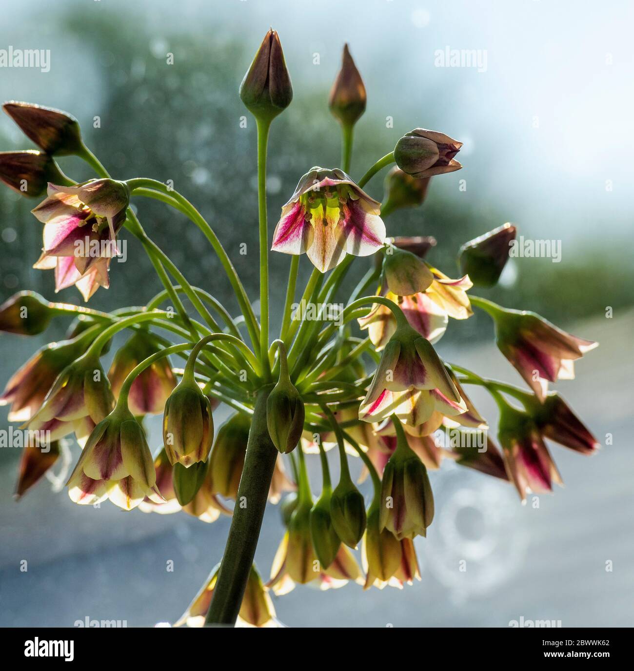 thumbnail image 2 of GARTHWAITE NURSERIES® : - 20 (Bulgarium) Allium Nectaroscordum (Sicilian Honey Lily) Bulbs 120 Cm High Garden Summer Perennial 2 of 10