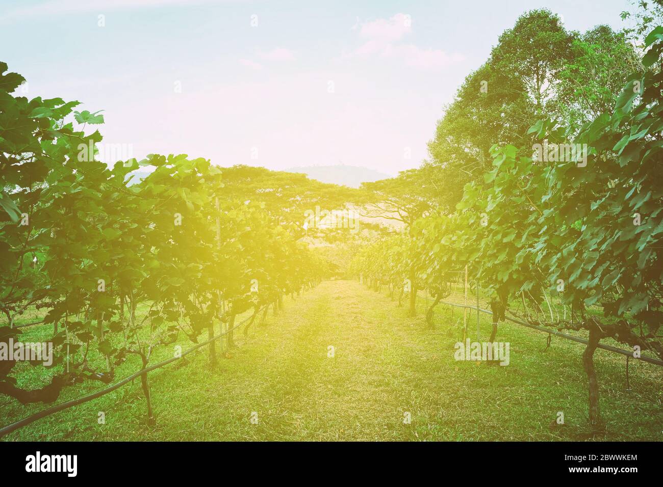 Grape Fields in Wang Nam Khiao, Nakhon Ratchasima Province. Stock Photo