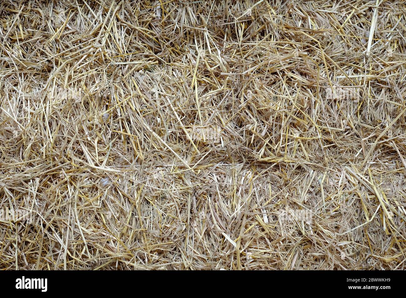 Straw Texture Background. Stock Photo