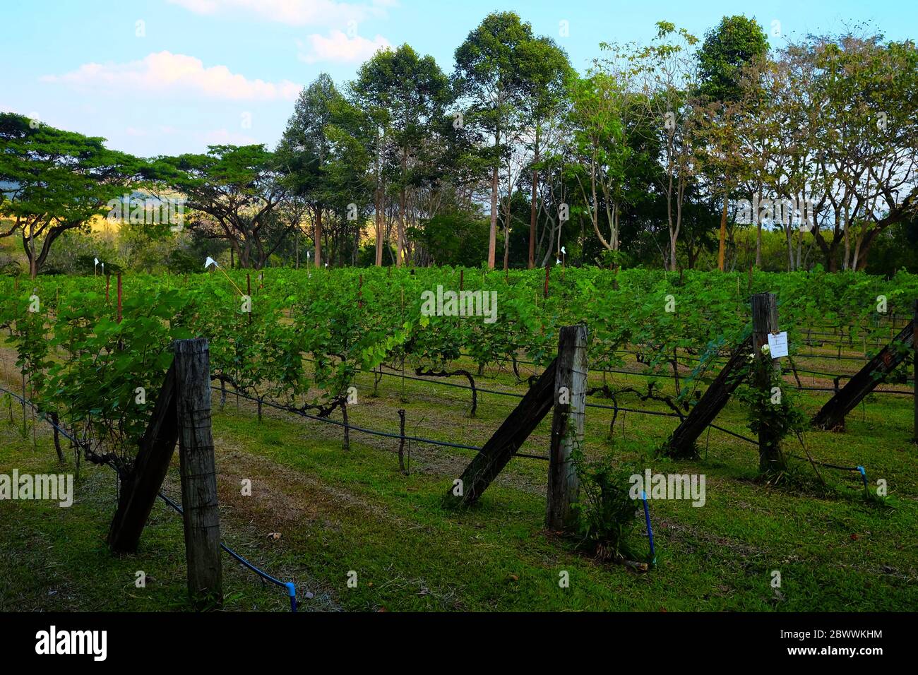 Grape Fields in Wang Nam Khiao, Nakhon Ratchasima Province. Stock Photo