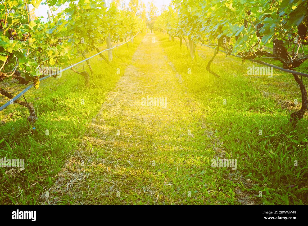 Vineyards in the Morning with Light Leak. Stock Photo