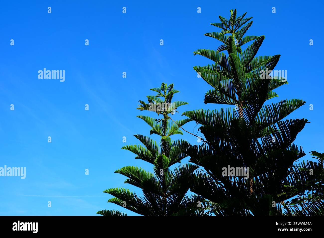Pine Tree with Blue Sky Background Stock Photo - Alamy