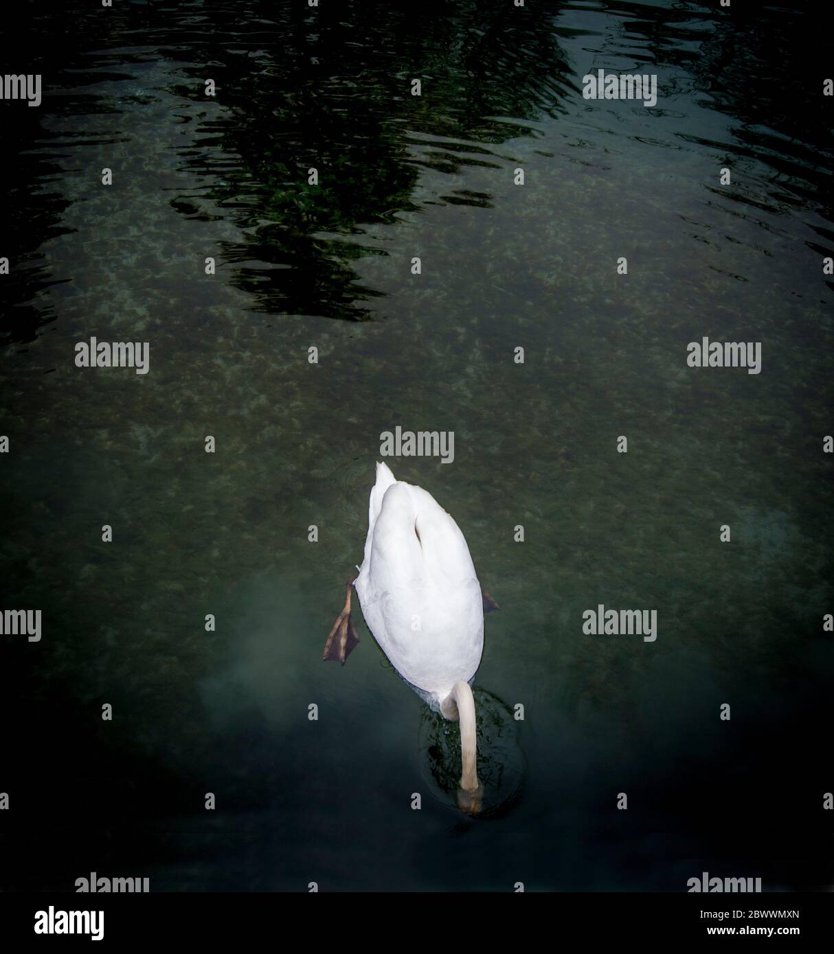 Swan with their head's in the water . France Stock Photo