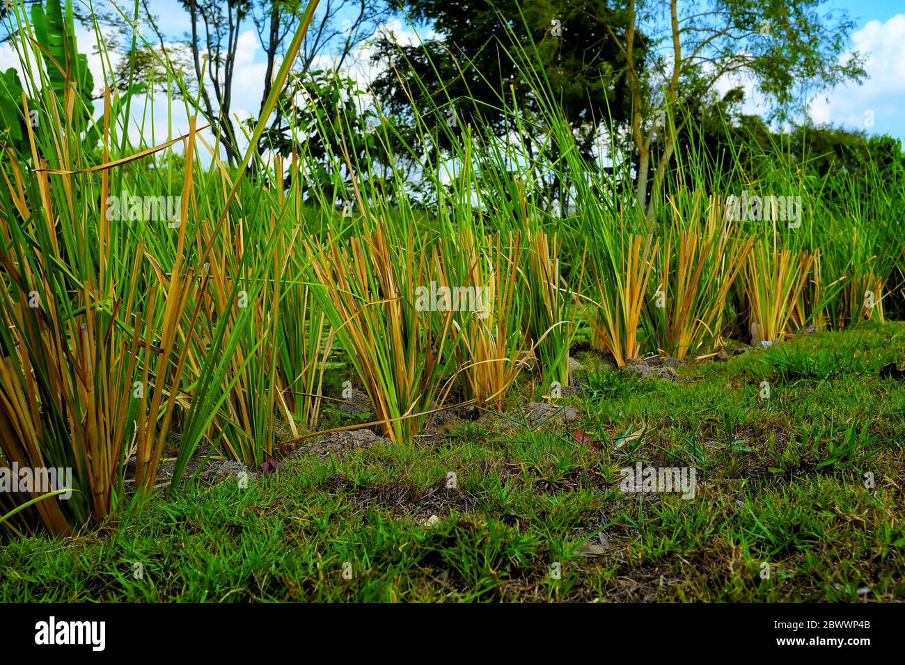 Close up Vetiver Grass is planted for Protecting Soil Erosion. Stock Photo