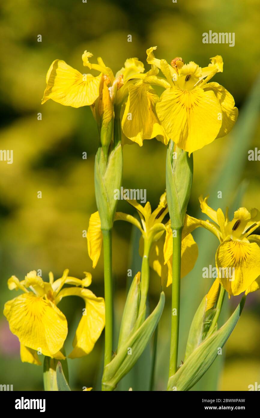 Flag Iris, Iris pseudacorus, yellow flag, yellow iris, water flag, flowers Stock Photo
