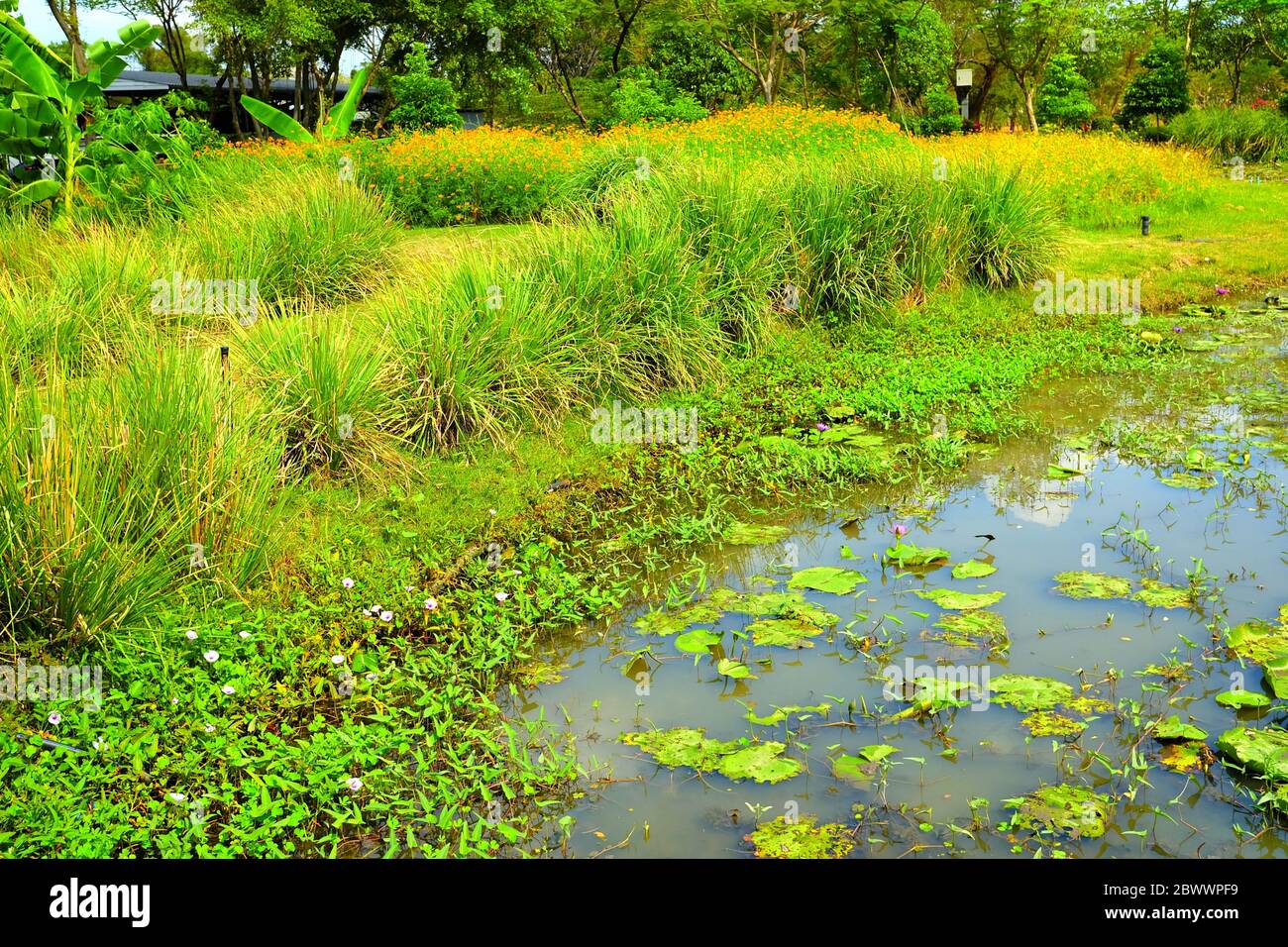 Vetiver Grass is planted for Protecting Soil Erosion at the pond. Stock Photo