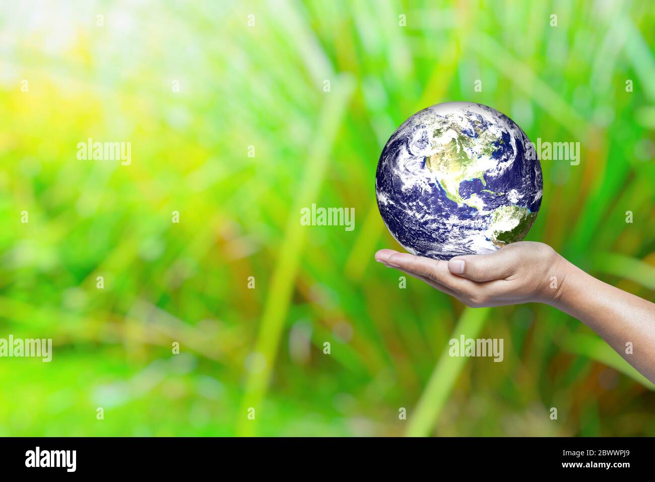 World in Hand and Green Rice Field Background with Space for Text, Suitable for Business and Environment Concept. Elements of this Image Furnished by Stock Photo
