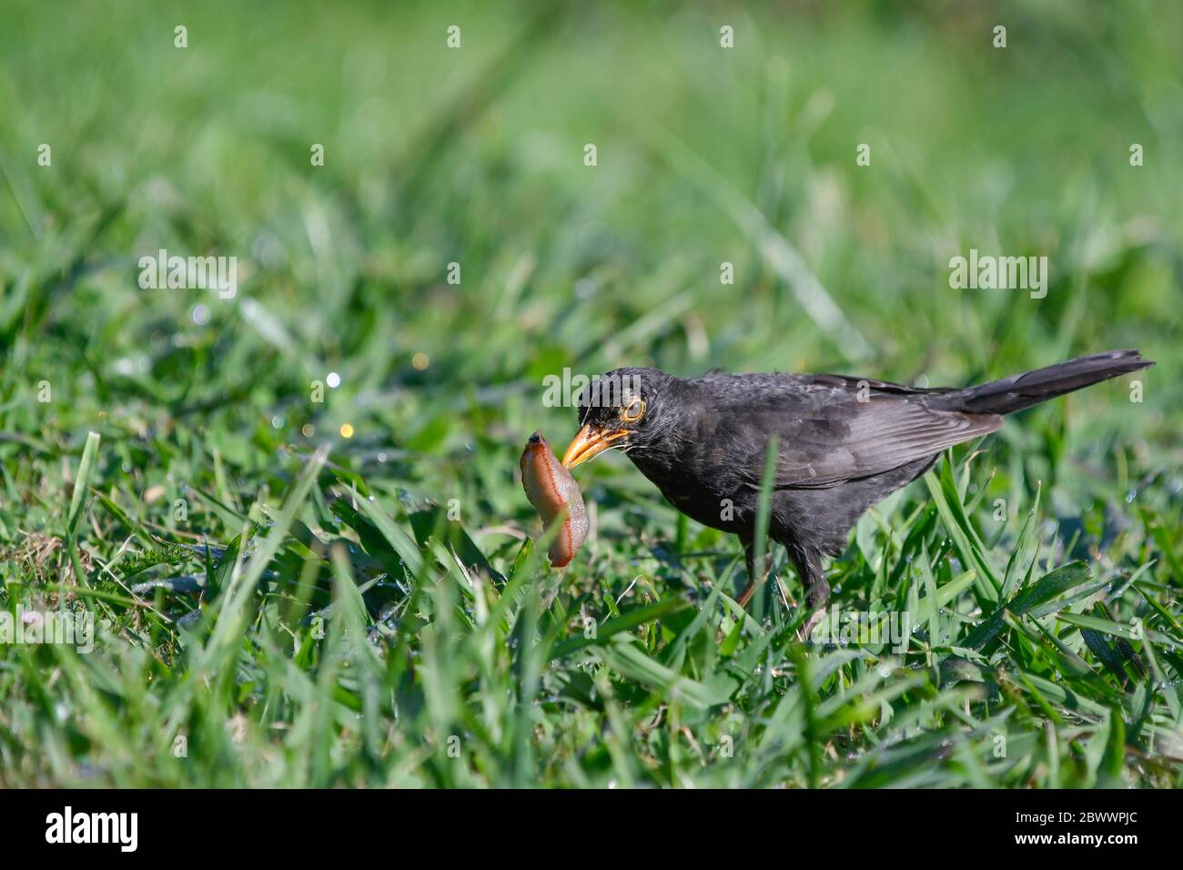 Close-up of common blackbird catching a large slug Stock Photo