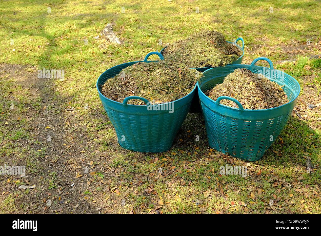 Dry leaves for Making Organic Fertilizer in the Green Plastic Baskets. Stock Photo