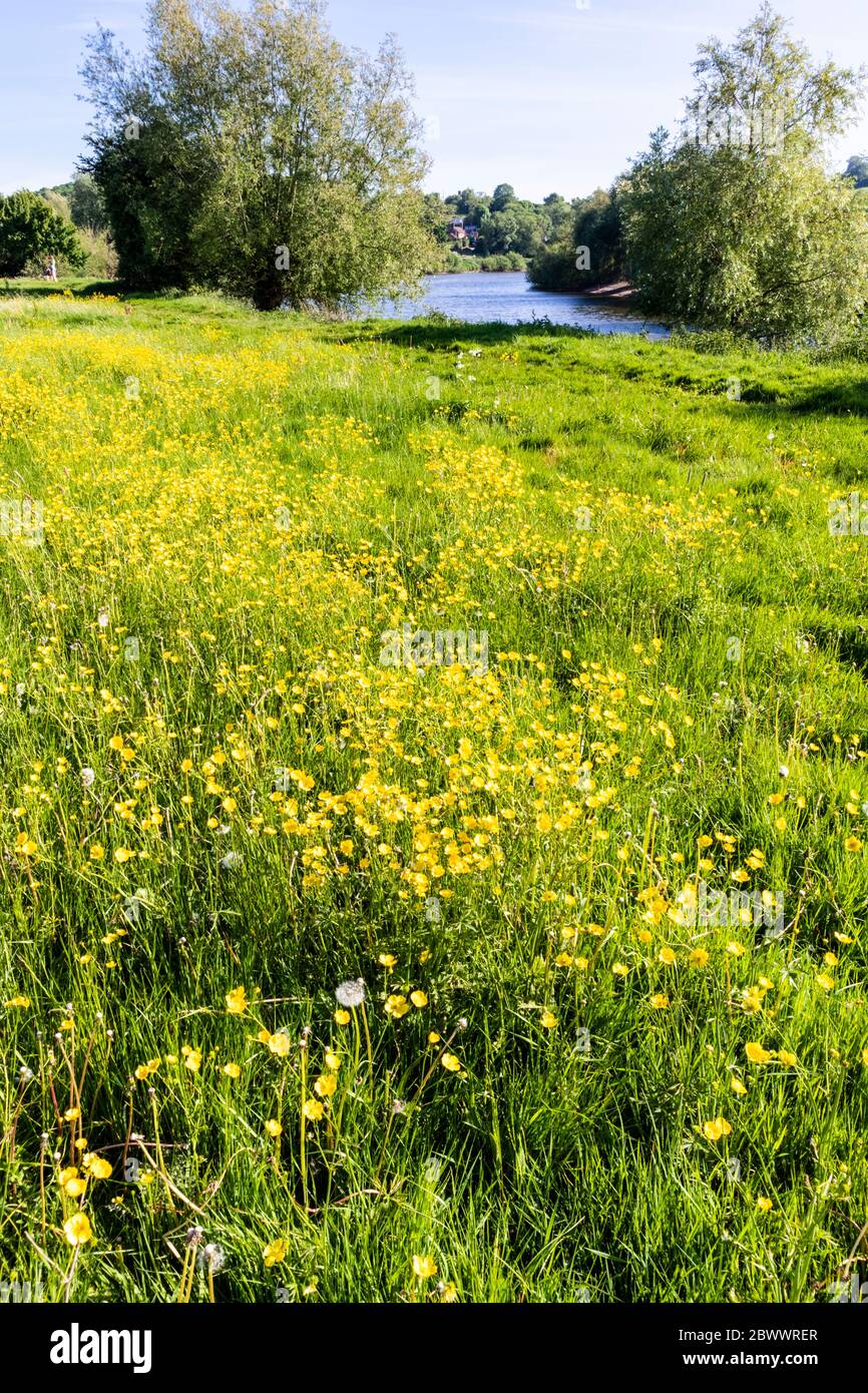 Buttercups flowering beside the Severn Way Long Distance Footpath at Wainlodes, north of Gloucester UK Stock Photo