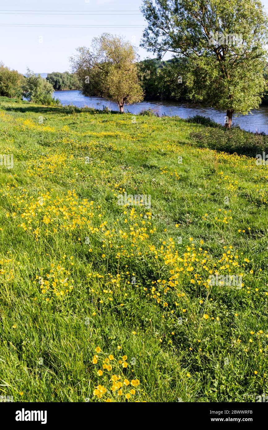 Buttercups flowering beside the Severn Way Long Distance Footpath at Wainlodes, north of Gloucester UK Stock Photo