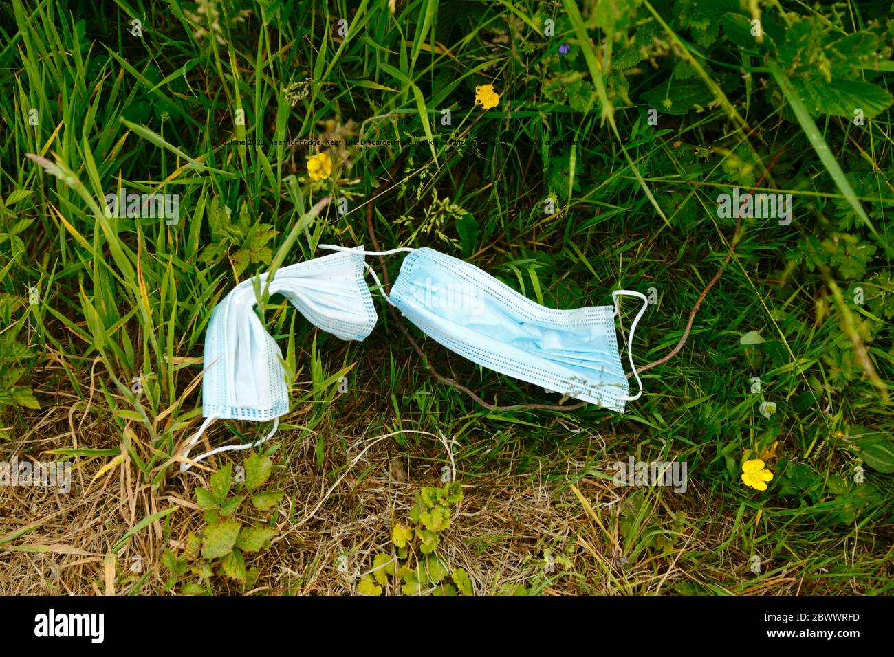 2nd June 2020, near Tonbridge, Kent, UK: Discarded face masks in wildflowers next to hedgerow alongside a country lane, likely thrown from a passing vehicle or cyclist. The yellow flowers are creeping buttercup (Ranunculus repens) Stock Photo