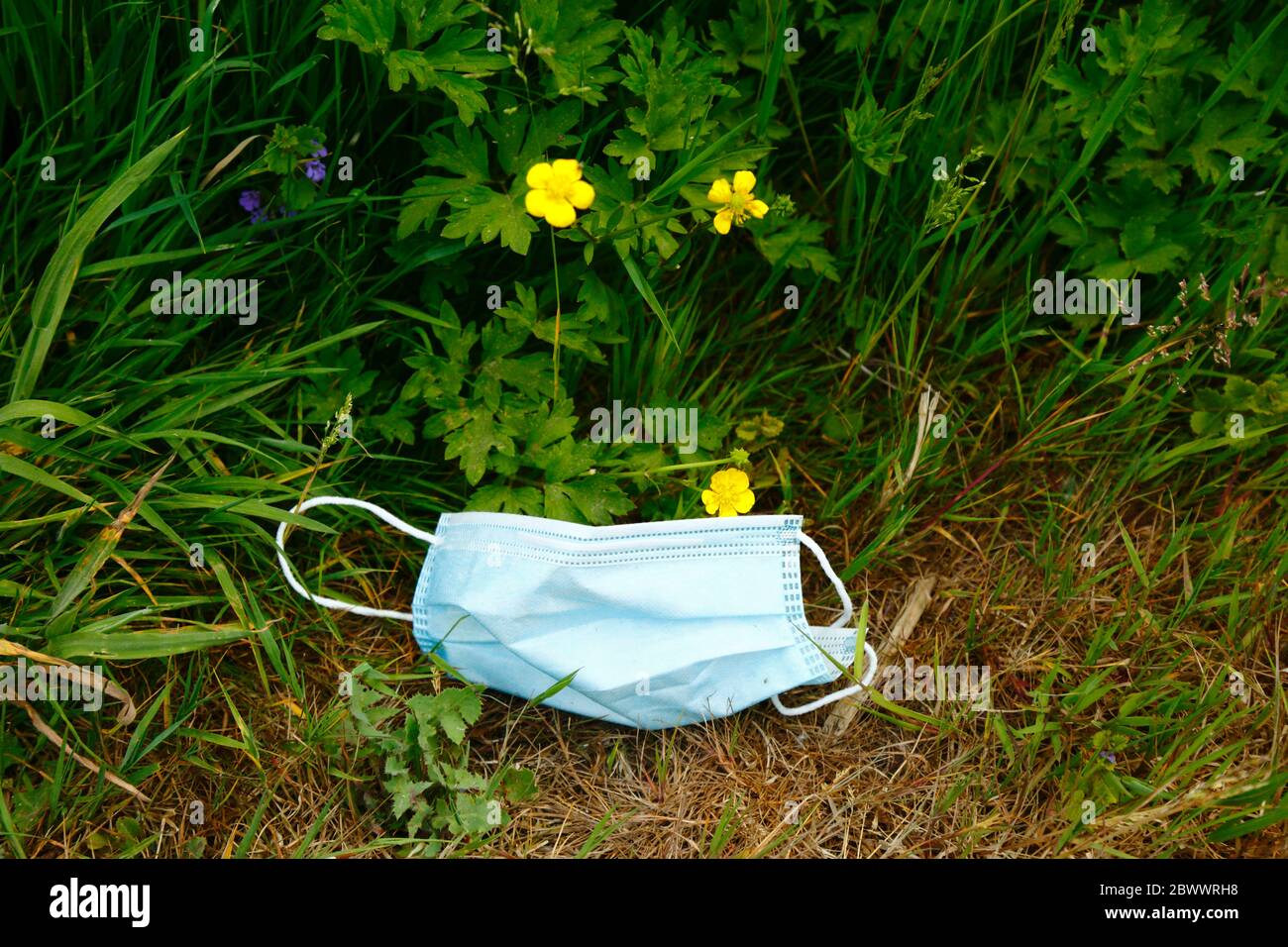 2nd June 2020, near Tonbridge, Kent, UK: Discarded face mask in wildflowers next to hedgerow alongside a country lane, likely thrown from a passing vehicle or cyclist. The yellow flowers are creeping buttercup (Ranunculus repens) Stock Photo
