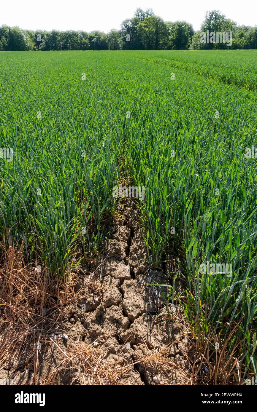 A field of unripe wheat still green with dried tractor tread marks running through with a tree horizon Stock Photo