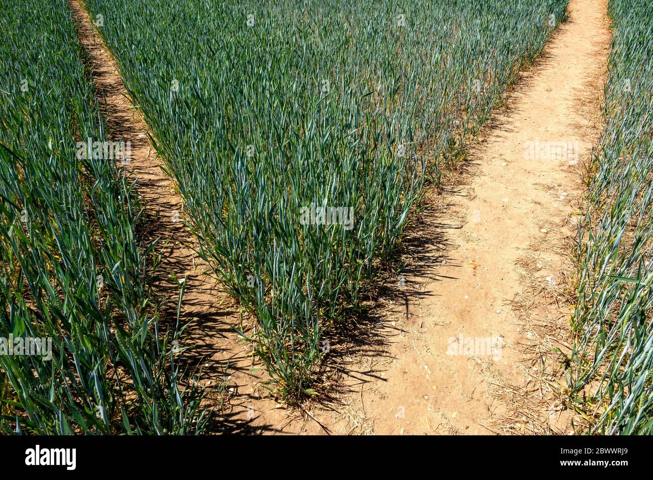 Two cut pathways through immature wheat field forming a triangle Stock Photo