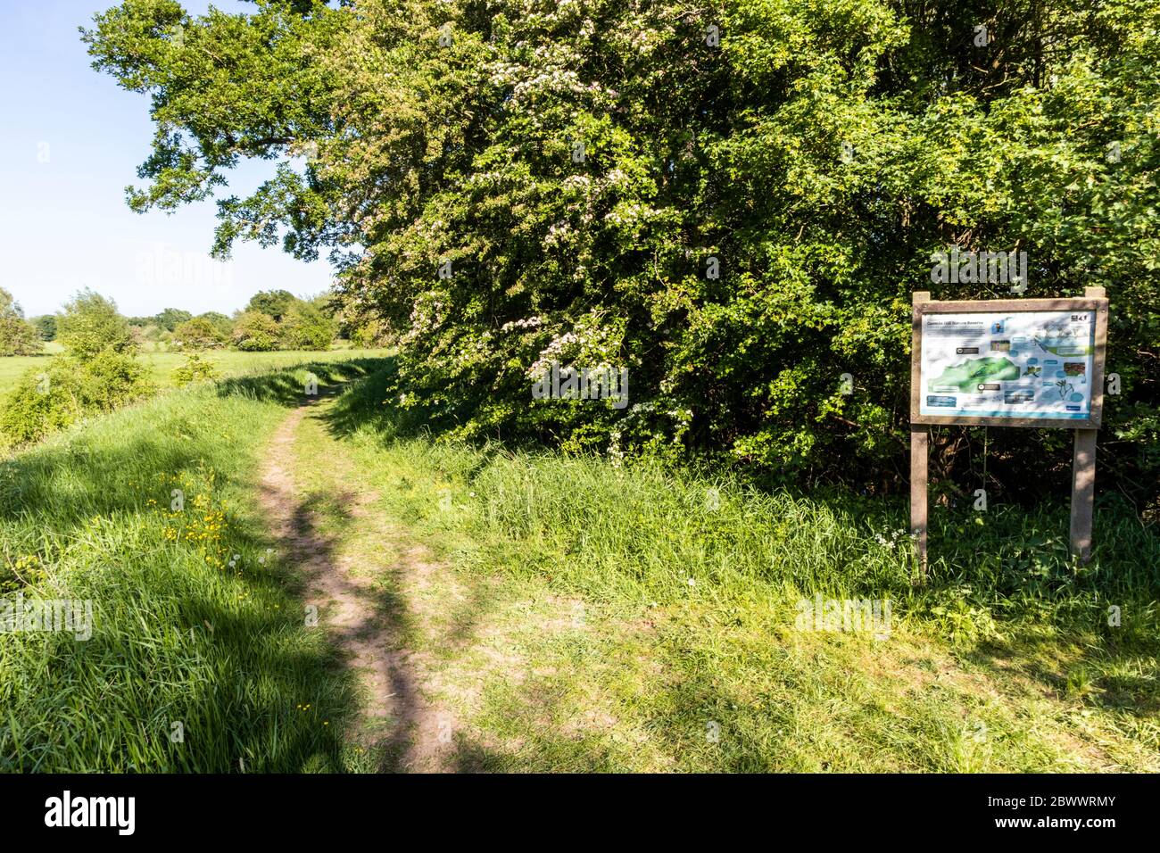 The western end of the Coombe Hill Canal and Meadows Nature Reserve