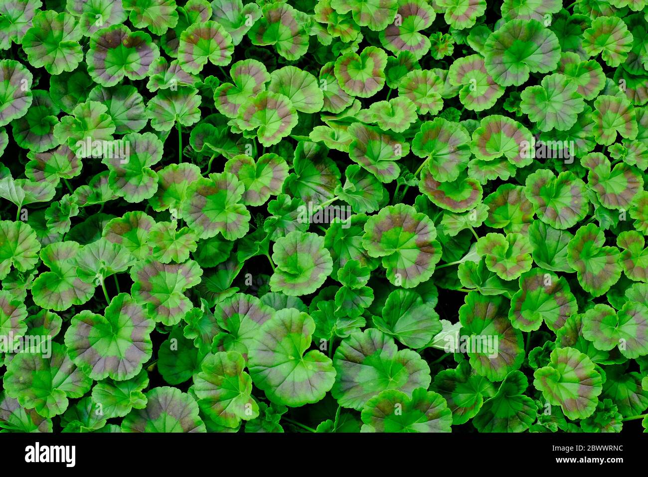 green geranium plants abstract pattern Stock Photo