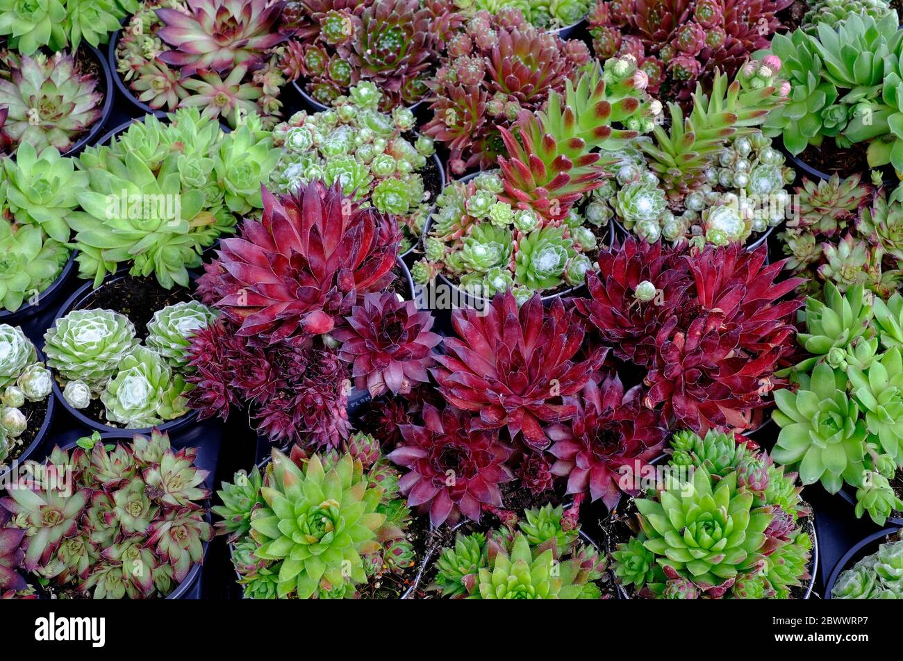 colourful sempervivum plants in pots, norfolk, england Stock Photo