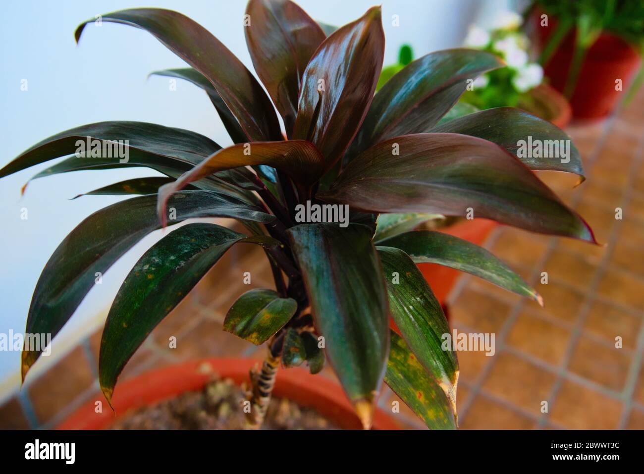 A Cornstalk dracaena plant pot. Stock Photo