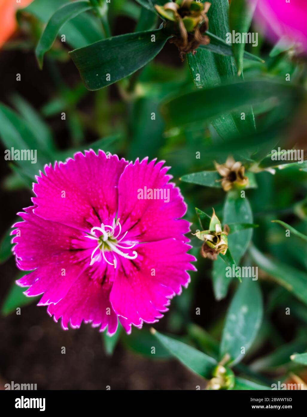 A clsoe up shot of MAIDEN PINK flowers on a pot.Dianthus deltoides, the maiden pink, is a species of Dianthus native to most of Europe and western Asi Stock Photo