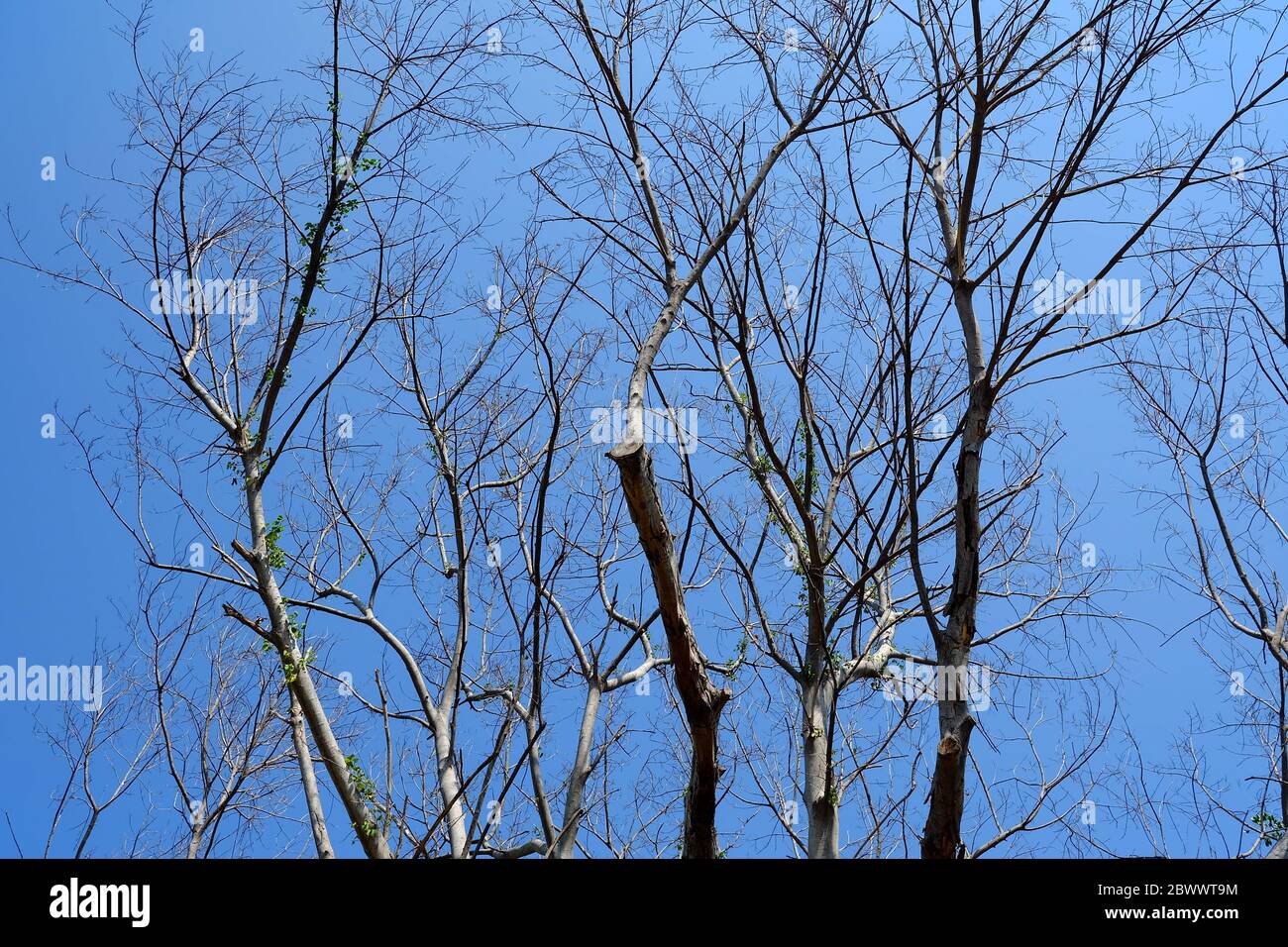 Close up Dried Tree with Blue Sky Background Stock Photo - Alamy