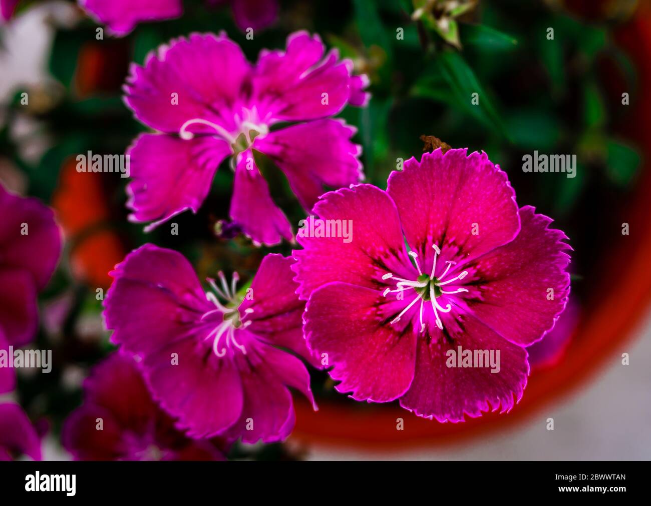 A clsoe up shot of MAIDEN PINK flowers on a pot.Dianthus deltoides, the maiden pink, is a species of Dianthus native to most of Europe and western Asi Stock Photo