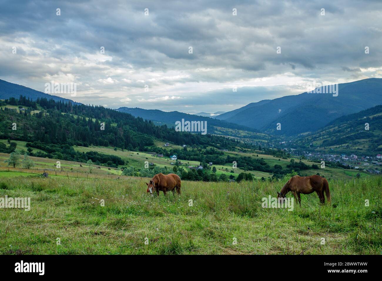 Horses on a beautiful pasture in the mountains Stock Photo