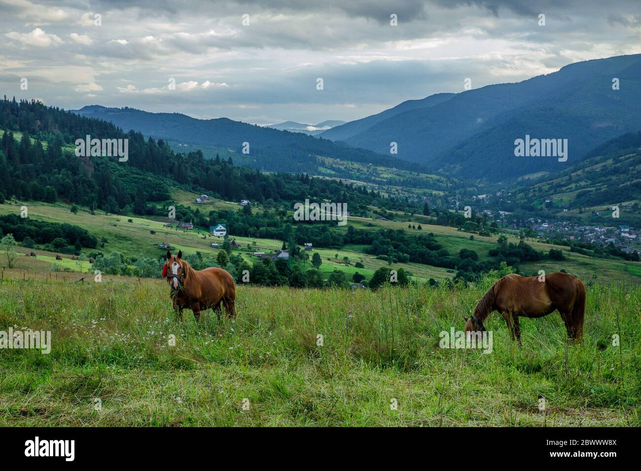 Horses on a beautiful pasture in the mountains Stock Photo