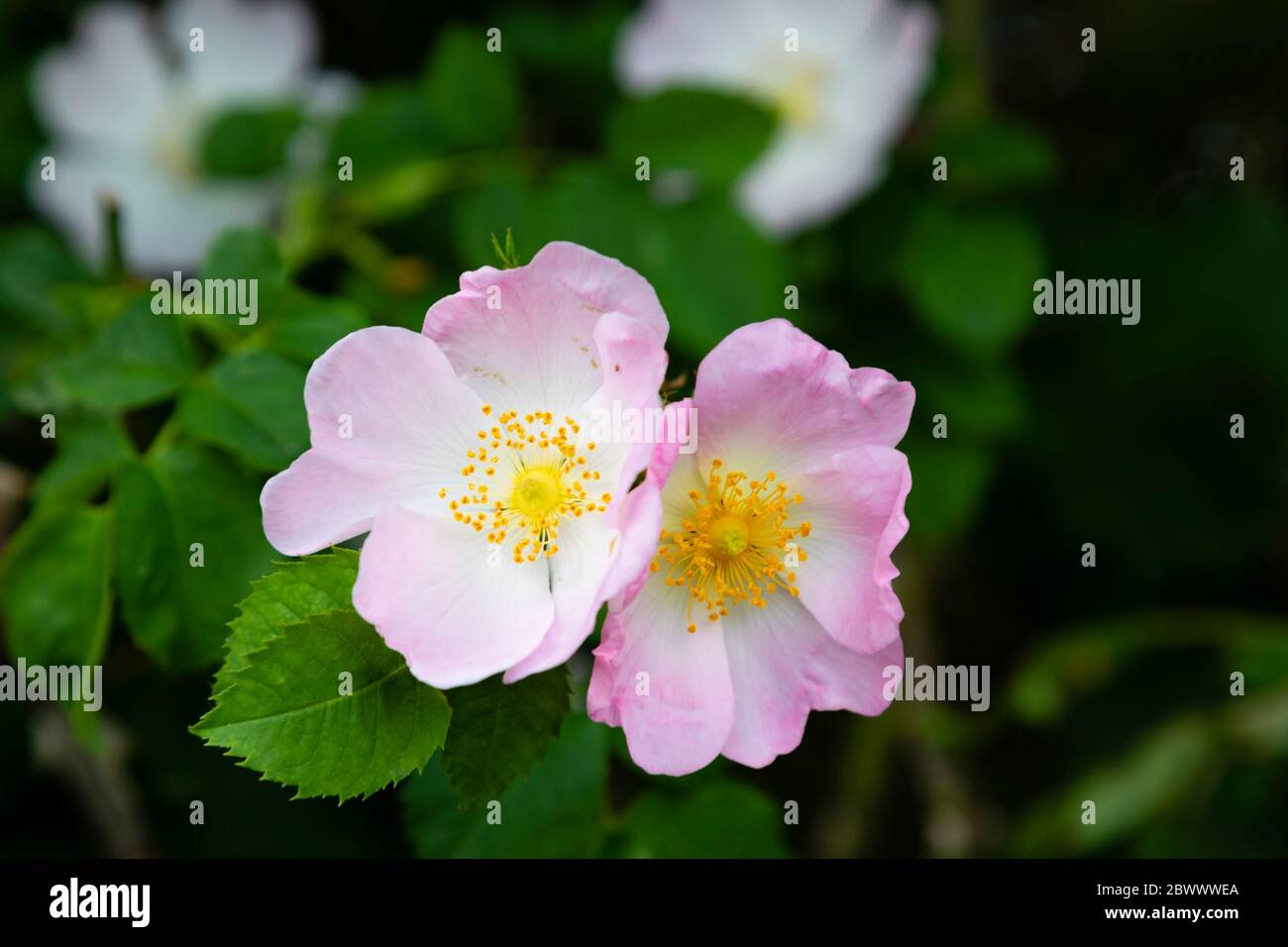 England dog rose hires stock photography and images Alamy