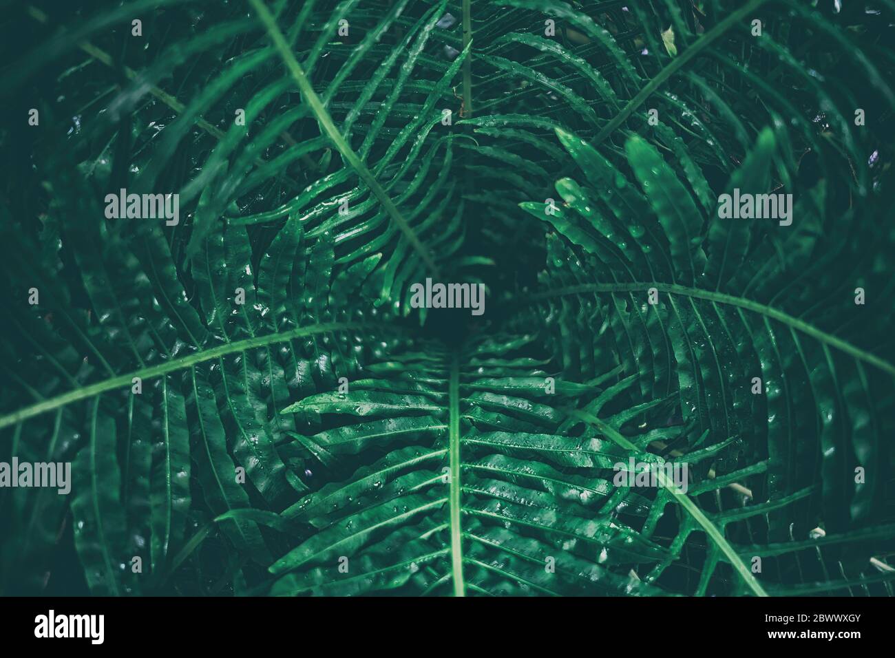 Tropical Leaves Texture in Dark Contrast Background. Stock Photo