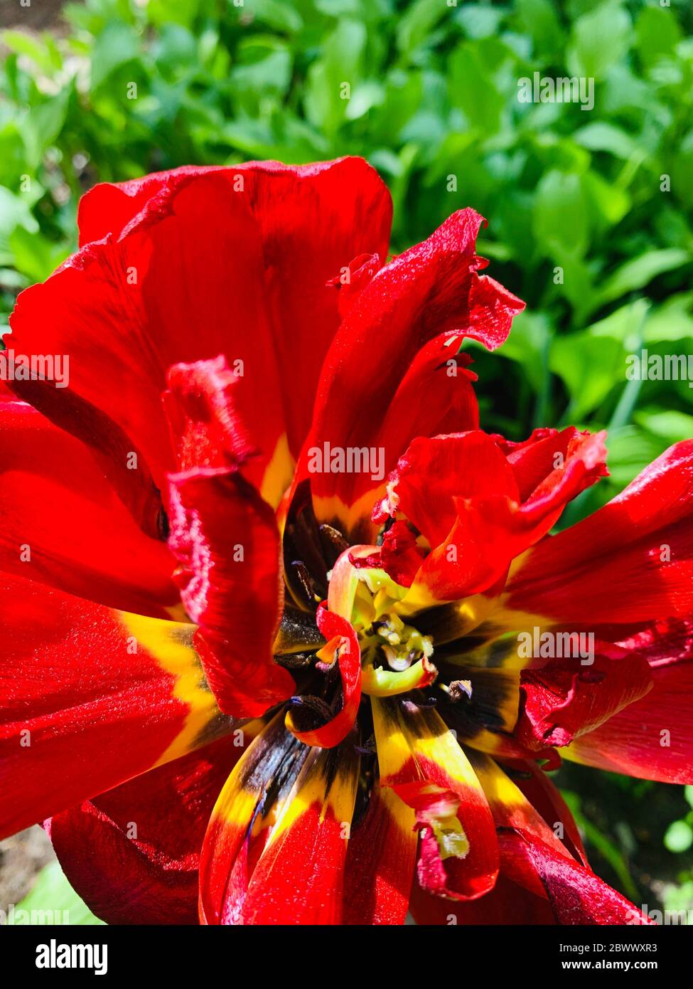 The Flower of a red peony swings in the wind, dried petals, green background, close up, sunny weather Stock Photo
