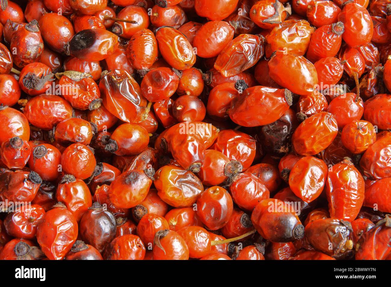 collect medicinal rose hips in autumn, the rosehip fruit tea, red rose
