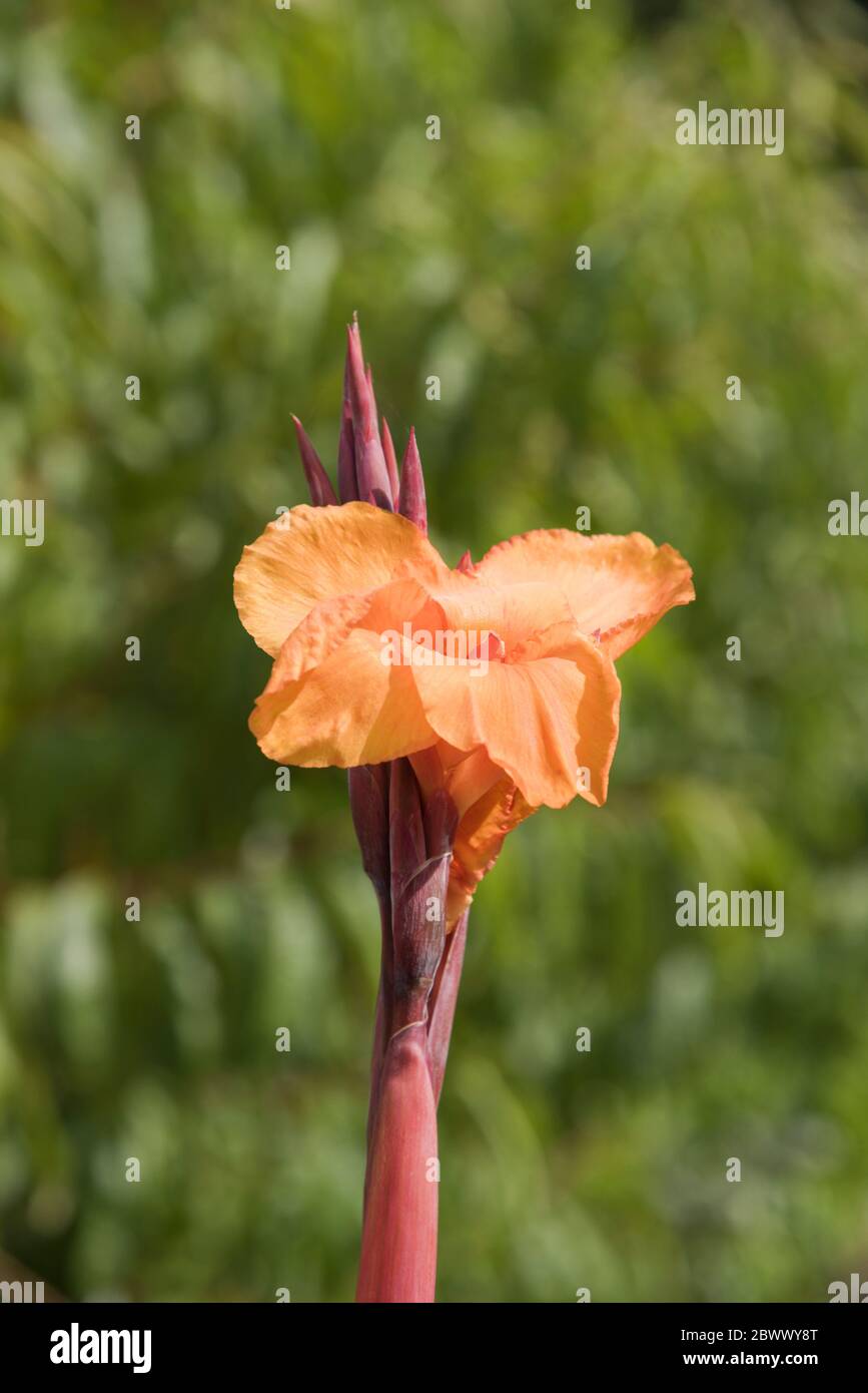 canna phasion (Heliotropium arborescens) Stock Photo