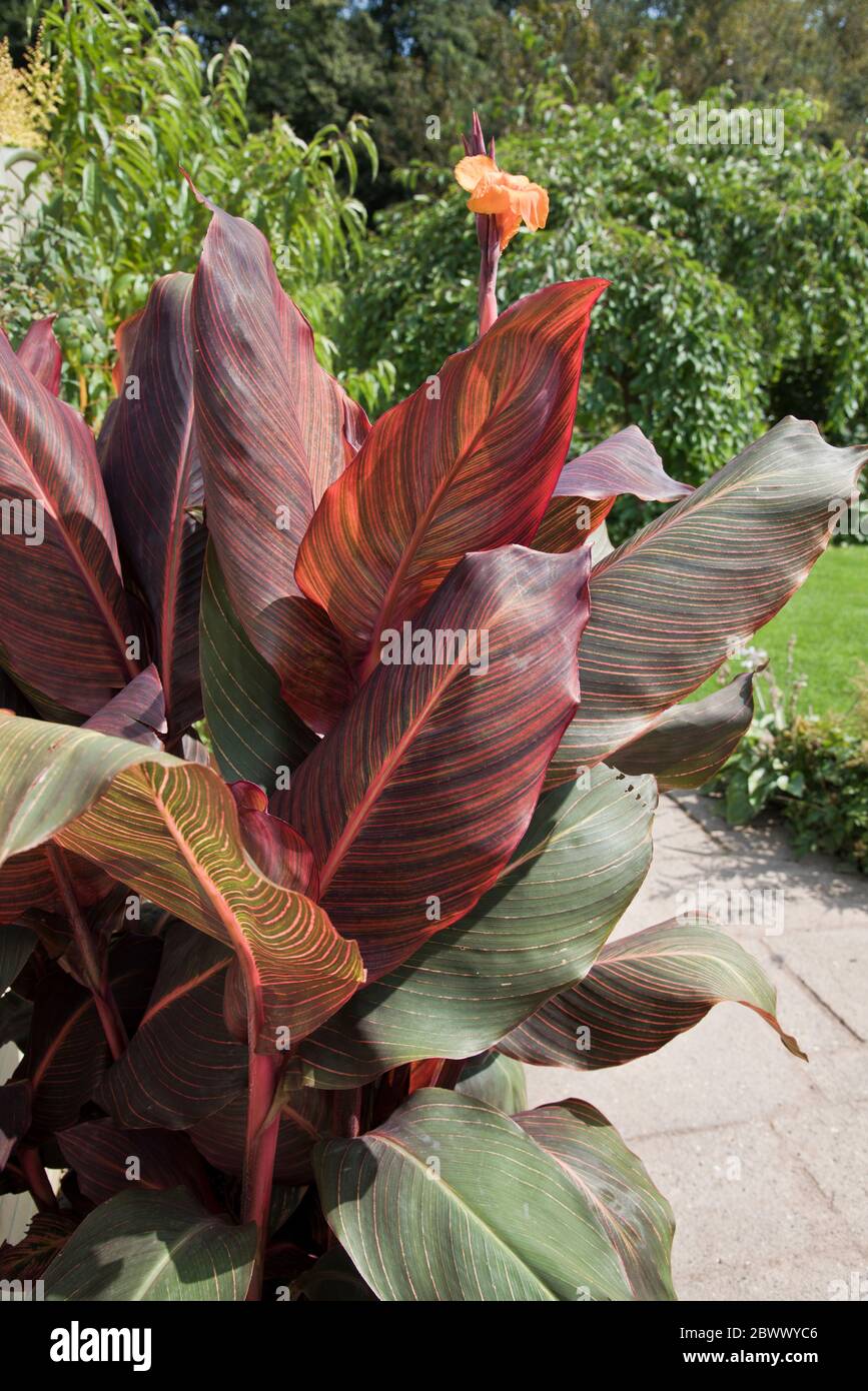 canna phasion (Heliotropium arborescens) Stock Photo