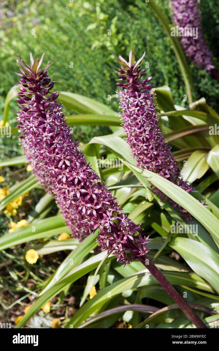 eucomis, joy's purple Stock Photo