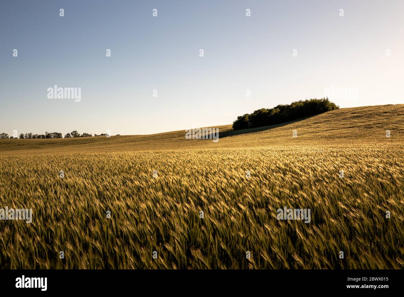 A field near the Feldberger Seenlandschaft Stock Photo