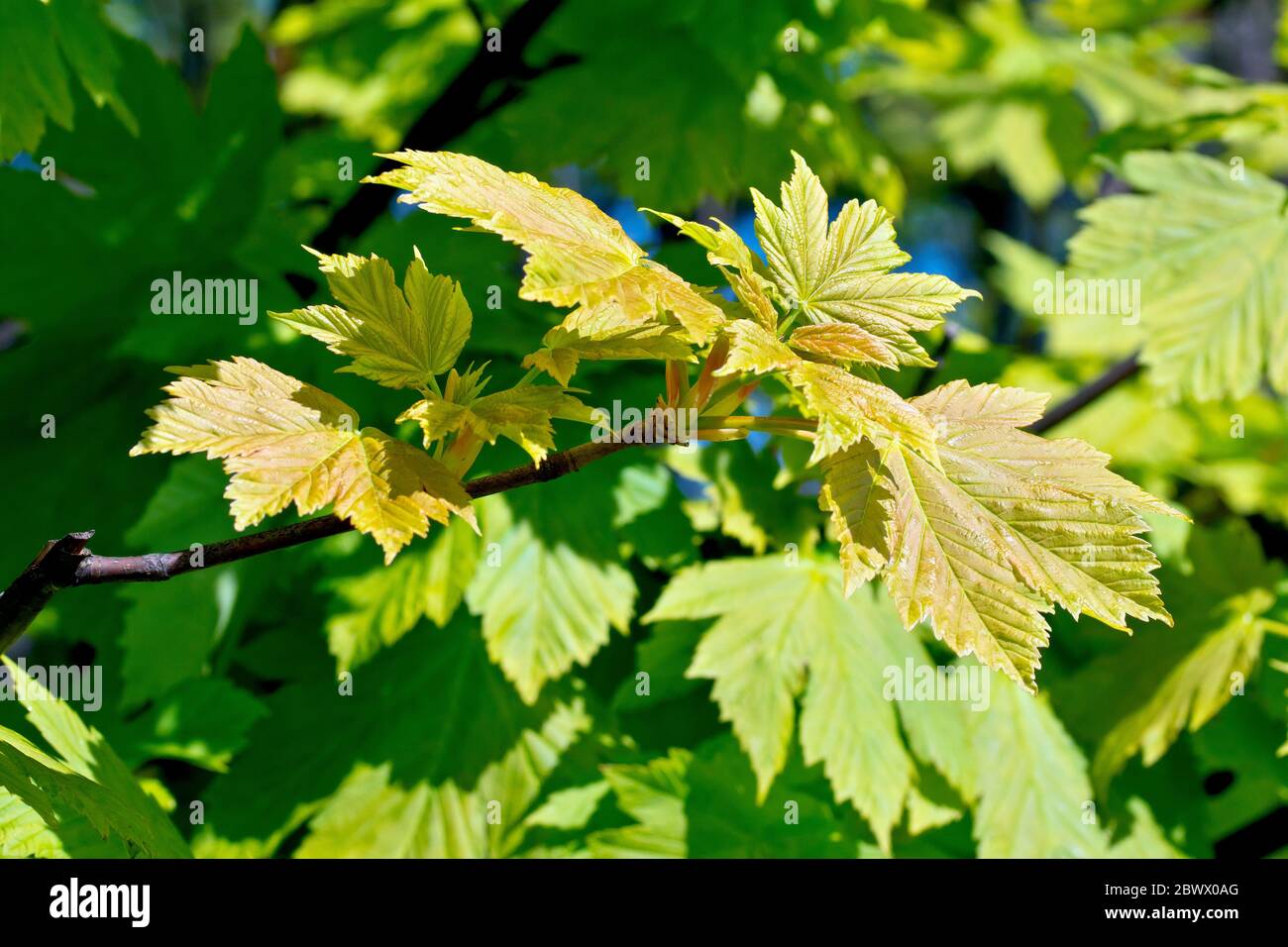 Sycamore (acer pseudoplatanus), close up of a branch of new leaves showing their reddish colouring against the older green ones in the background. Stock Photo