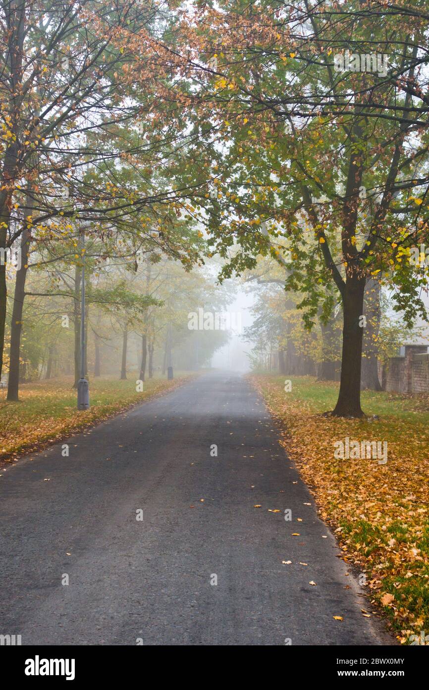 road flanked by trees in a foggy autumn morning Stock Photo - Alamy