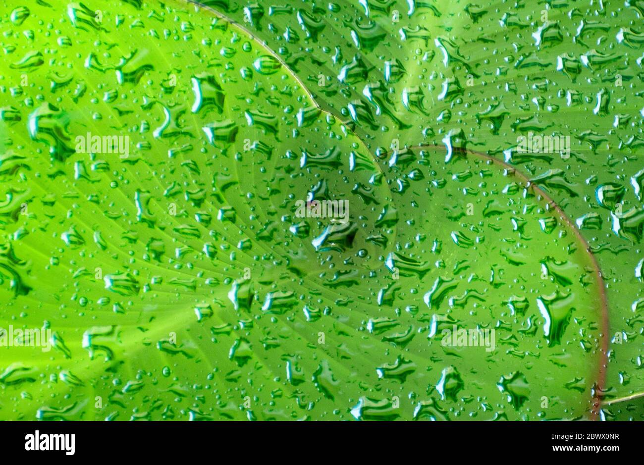 Green leaves macro water hi-res stock photography and images - Alamy