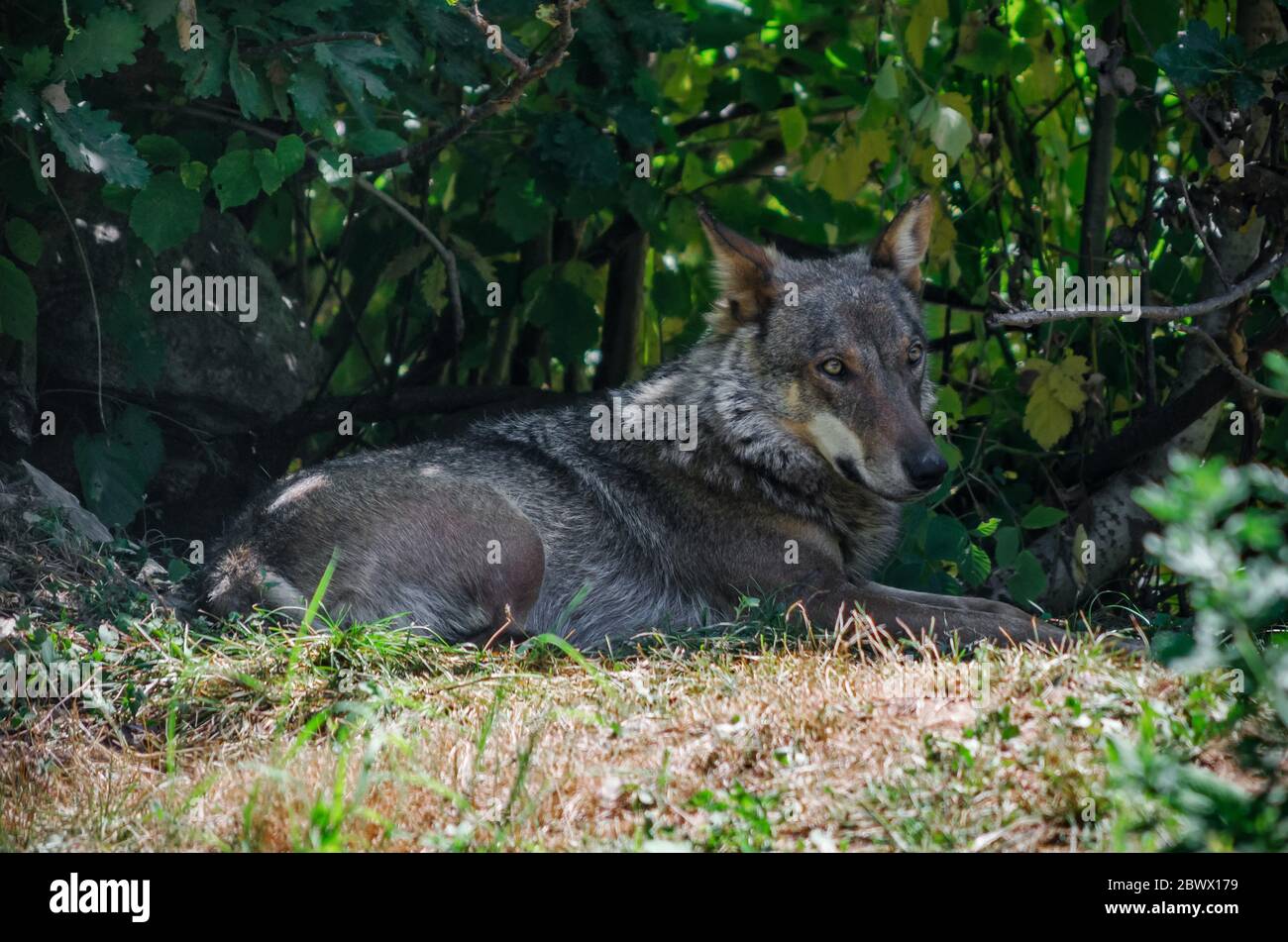 ENTRACQUE, ITALY - AUGUST 13, 2016 - Italian wolf (canis lupus italicus) in wildlife centre 'Uomini e lupi' of Entracque, Italy, on august 13, 2016. Stock Photo