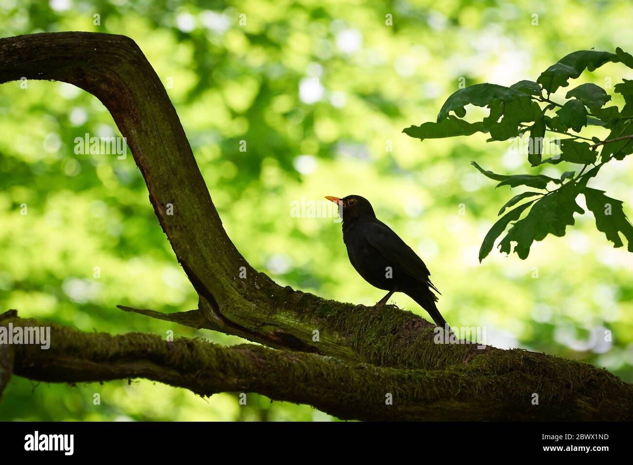Common blackbird bird in thye forest (Turdus merula) Stock Photo