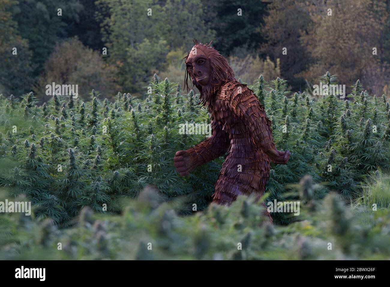 Bigfoot passing through Organic Hemp field 'Lifter' strain  'Cannabis sativa',  pm light. Stock Photo